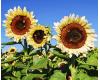 Helianthus. Sunflower ProCut White Nite  10 seeds