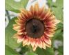 Helianthus. Sunflower ProCut Plum 10 seeds