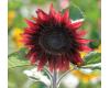 Helianthus. Sunflower ProCut Red 10 seeds