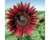 Helianthus. Sunflower Rouge Royale 10 seeds