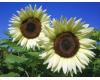 Helianthus. Sunflower Coconut Ice 10 seeds