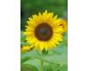 Helianthus. Sunflower Jua Maya 10 seeds