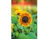 Helianthus. Sunflower Tiger Eye 10 seeds