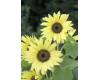 Helianthus. Sunflower Buttercream 20 seeds
