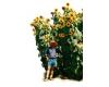 Helianthus. Sunflower Kong 30 seeds