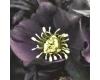 Helleborus. Ritas Black 10 seeds