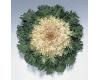Ornamental Kale. Coral Prince 25 seeds