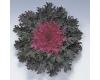 Ornamental Kale. Coral Queen 25 seeds