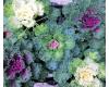 Ornamental Kale. Northern Lights FRINGED Mixed 30 seeds