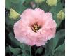 Lisianthus. Arena Baby Pink 20 pellets