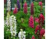 Lupin. Gallery Mixed 32 seeds