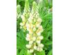 Lupin. Band Of Nobles Noble Maiden 32 seeds