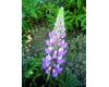 Lupin. Band OF Nobles The Chatelaine 32 seeds
