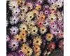 Mesembryanthemum. Magic Carpet Mixed 2000 seeds