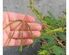 Mimosa. Touchy Tina Sensitive Plant 250 seeds