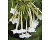 Nicotiana. Only The Lonely 2400 seeds