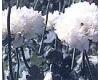 Papaver. Poppy Somniferum White Cloud 400 seeds