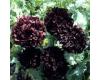 Papaver. Poppy Somniferum Black Peony 750 seeds