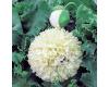 Papaver. Poppy Somniferum Apple Green 250 seeds