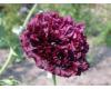 Papaver. Poppy Somniferum Black Widow 750 seeds