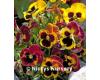 Pansy. Summer Paradise Campfire 50 seeds
