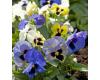 Pansy. Summer Paradise Stormy Skies 50 seeds