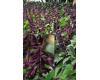 Salvia. Lighthouse Purple 25 seeds