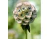 Scabiosa. Ping Pong 50 seeds