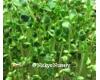 Radish Sprouting 40 gram