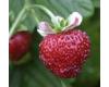 Strawberry. Mignonette 90 seeds