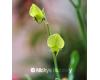 Sweet Pea. Lathyrus Chloranthus 15 seeds