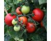 Tomato Megabyte  10 seeds