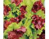 Lettuce Bis Mixed 1000 seeds