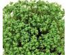 Cress Cresso Sprouting 35 gram