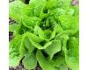 Lettuce Parris Island Cos 1000 seeds