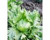 Lettuce Webbs Wonderful 1000 seeds