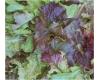 lettuce Baby Leaf Mixture 800 seeds
