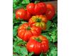 Tomato Delizia disease resistant 8 seeds