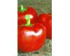 Peppers Sweet Topepo Rosso 10 seeds