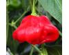 Peppers Sweet Mad Hatter 10 seeds