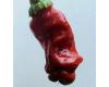 Chilli Peter Pepper Red 10 seeds
