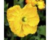 Wildflower Welsh Poppy Meconopsis cambrica 300 seeds