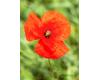Wildflower Poppy Common or Field 1 gram