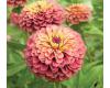 Zinnia. Queen Red Lime 20 seeds