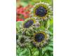 Helianthus. Sunflower Sun-Fill Purple 10 seeds