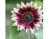Helianthus. Sunflower Cherry Rose  10 seeds