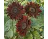 Helianthus. Sunflower Chocolate 10 seeds