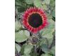 Helianthus. Sunflower Desire Red 10 seeds