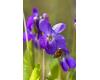 Wildflower Sweet Violet viola odorata 25 seeds