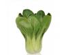Pak Choi You Qing Choi clubroot resistant 75 seeds